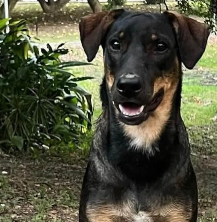 Cachorro ra a SRD-ViraLata idade 7 a 11 meses nome Otelo