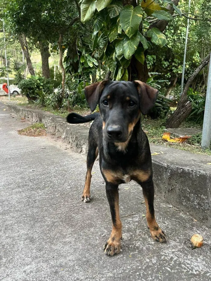 Cachorro ra a SRD-ViraLata idade 7 a 11 meses nome Otelo