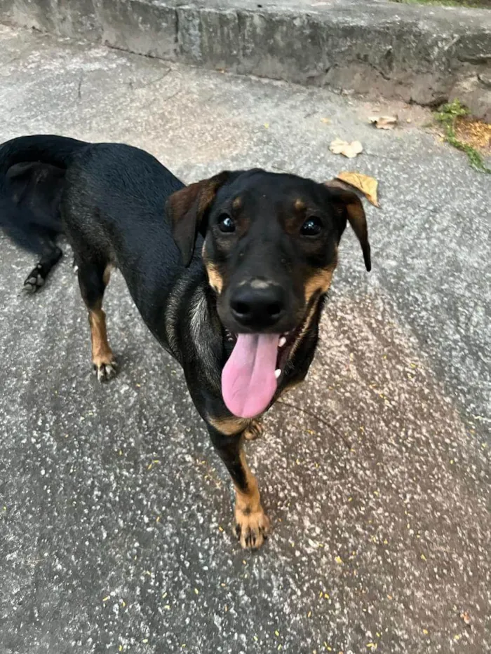 Cachorro ra a SRD-ViraLata idade 7 a 11 meses nome Otelo