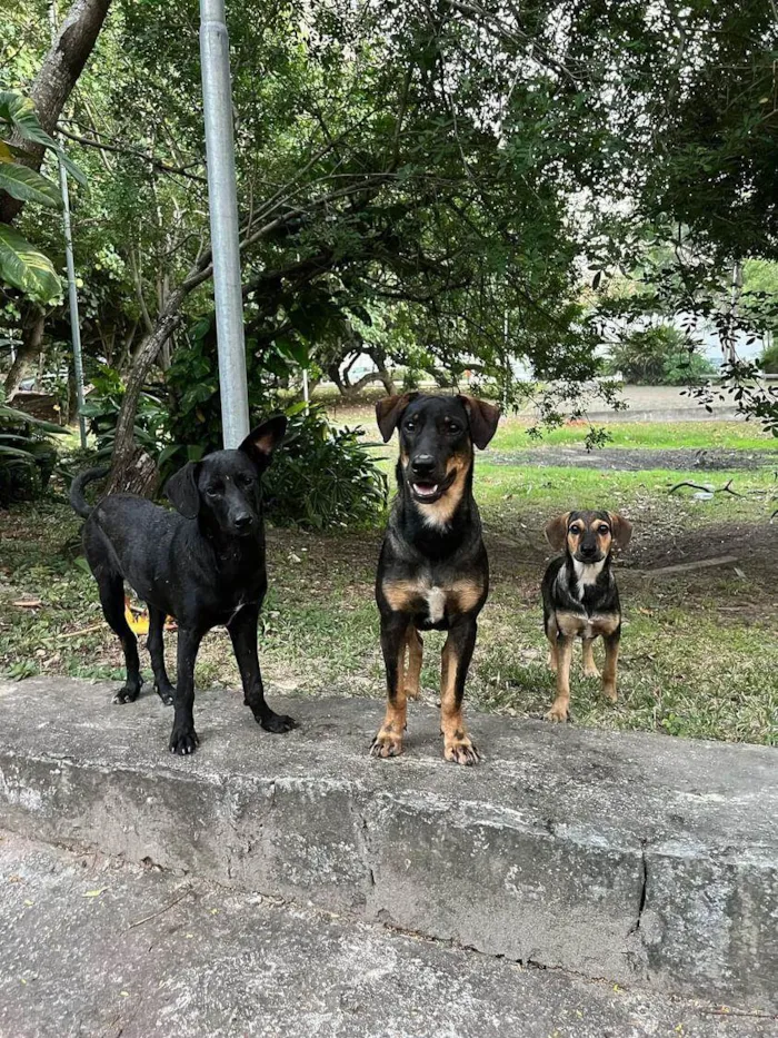 Cachorro ra a SRD-ViraLata idade 7 a 11 meses nome Otelo