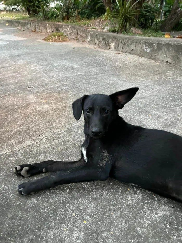 Cachorro ra a SRD-ViraLata idade 7 a 11 meses nome Ravi