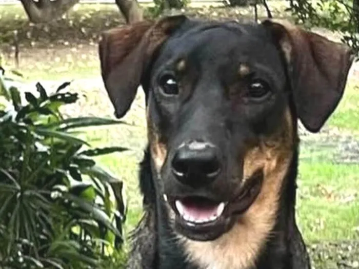 Cachorro ra a SRD-ViraLata idade 7 a 11 meses nome Otelo