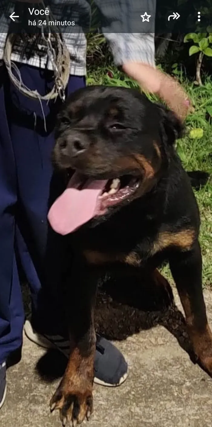 Cachorro ra a Rottweiler idade 6 ou mais anos nome Melissa