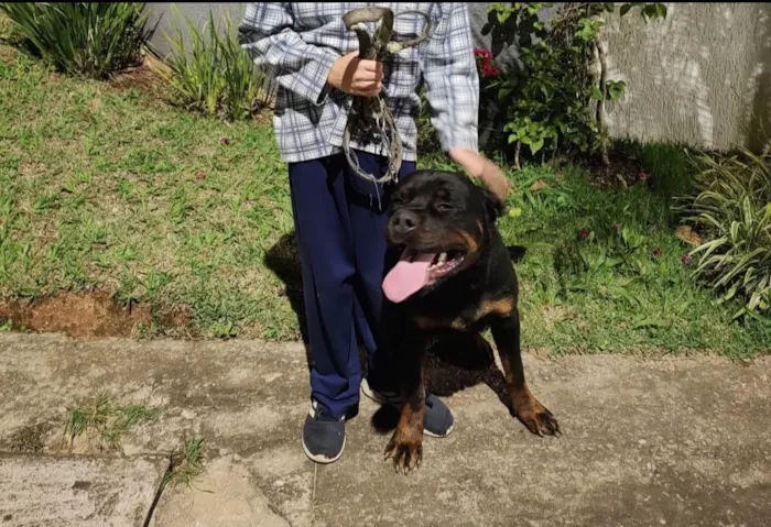Cachorro ra a Rottweiler idade 6 ou mais anos nome Melissa