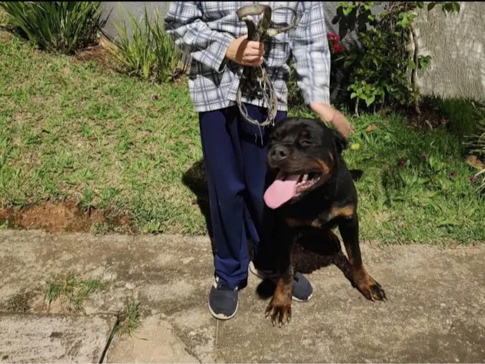 Cachorro ra a Rottweiler idade 6 ou mais anos nome Melissa