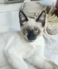 Pipoquinha