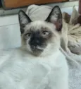 Pipoquinha