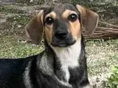 Cachorro raça SRD-ViraLata idade 2 a 6 meses nome Luck