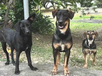 Cachorro raça SRD-ViraLata idade 7 a 11 meses nome Luck,  Ravi e Otelo