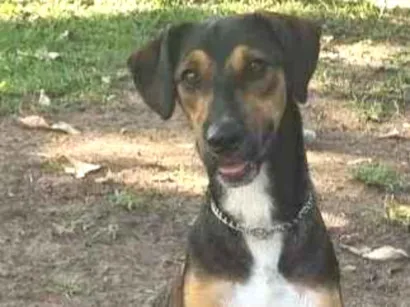 Cachorro raça SRD-ViraLata idade 7 a 11 meses nome Chase Leonardo 