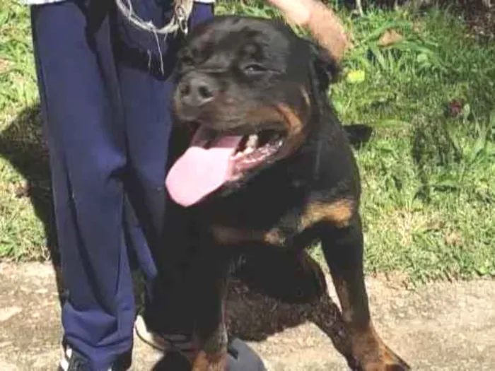 Cachorro ra a Rottweiler idade 6 ou mais anos nome Melissa