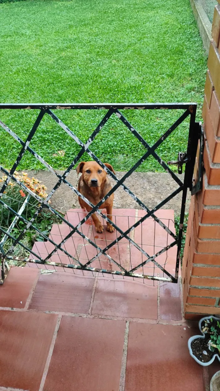 Cachorro ra a SRD-ViraLata idade 2 anos nome Nairobe