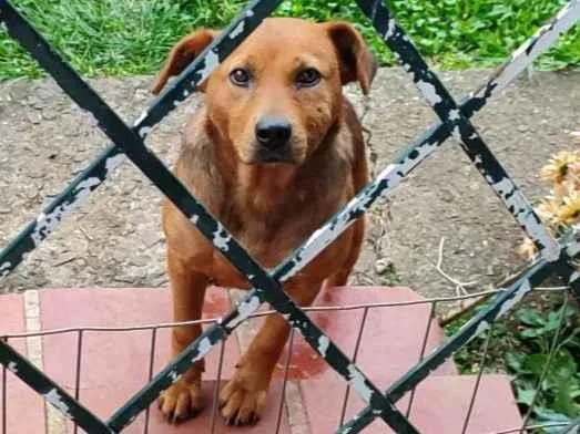 Cachorro ra a SRD-ViraLata idade 2 anos nome Nairobe