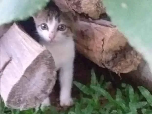 Gato ra a SRD-ViraLata idade Abaixo de 2 meses nome Bibi