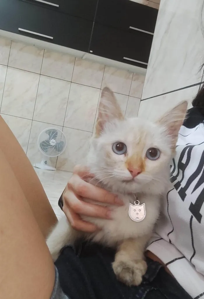 Gato ra a SRD idade 2 a 6 meses nome Branquinha