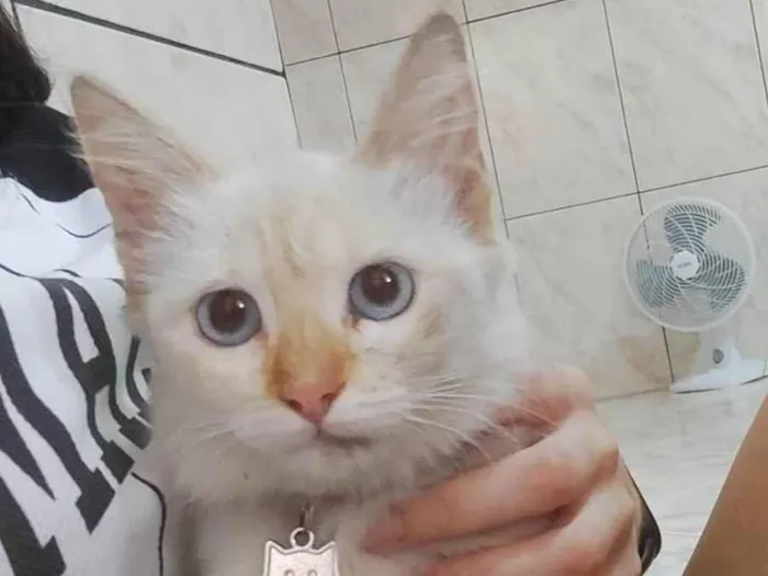 Gato ra a SRD idade 2 a 6 meses nome Branquinha