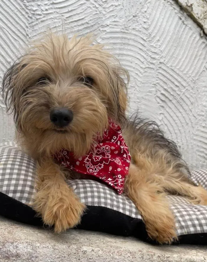 Cachorro ra a Mix de York idade 7 a 11 meses nome Herry