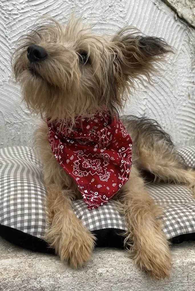 Cachorro ra a Mix de York idade 7 a 11 meses nome Herry