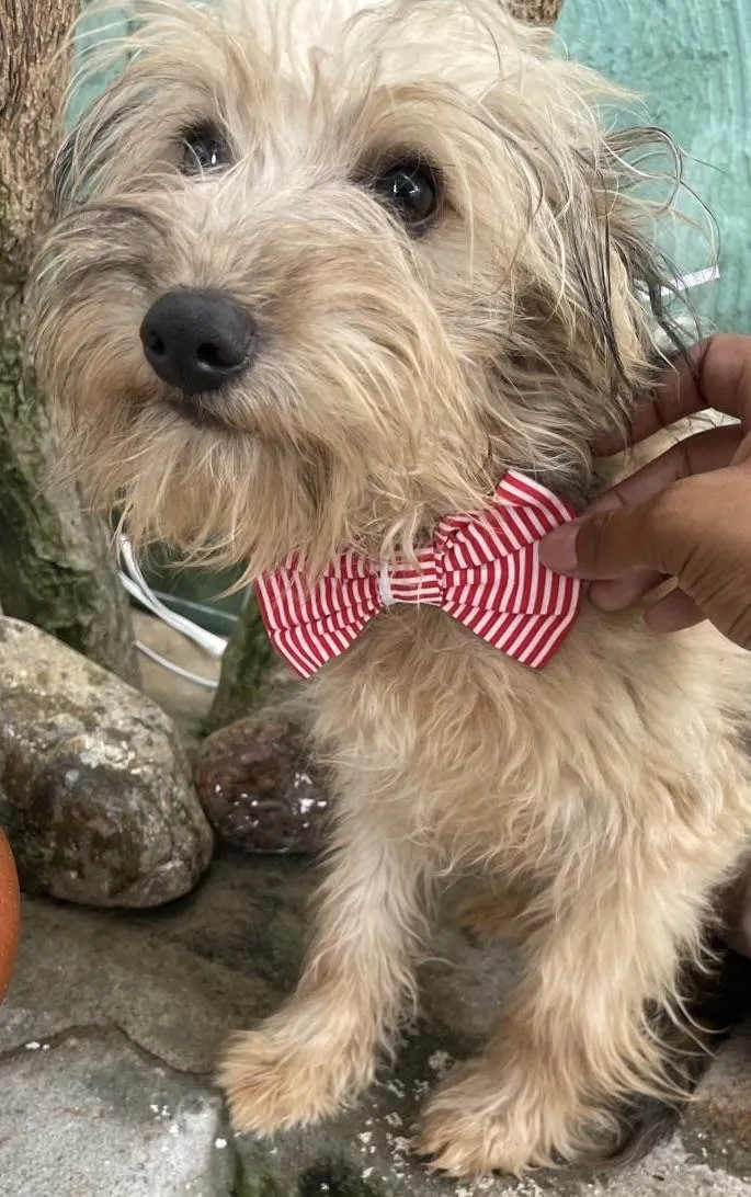 Cachorro ra a Mix de York idade 7 a 11 meses nome Herry