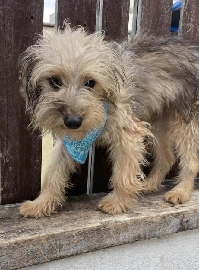Cachorro ra a Mix de York idade 7 a 11 meses nome Herry