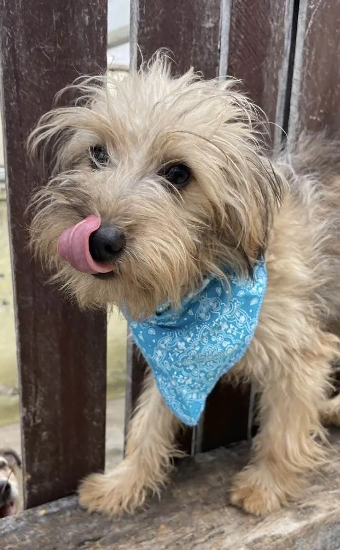 Cachorro ra a Mix de York idade 7 a 11 meses nome Herry