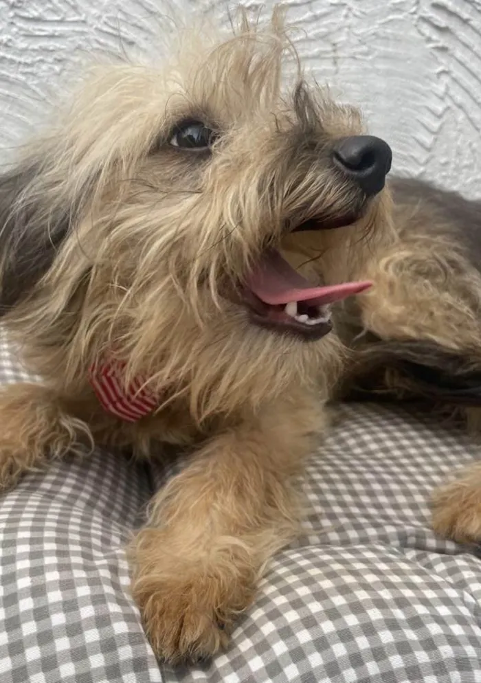 Cachorro ra a Mix de York idade 7 a 11 meses nome Herry