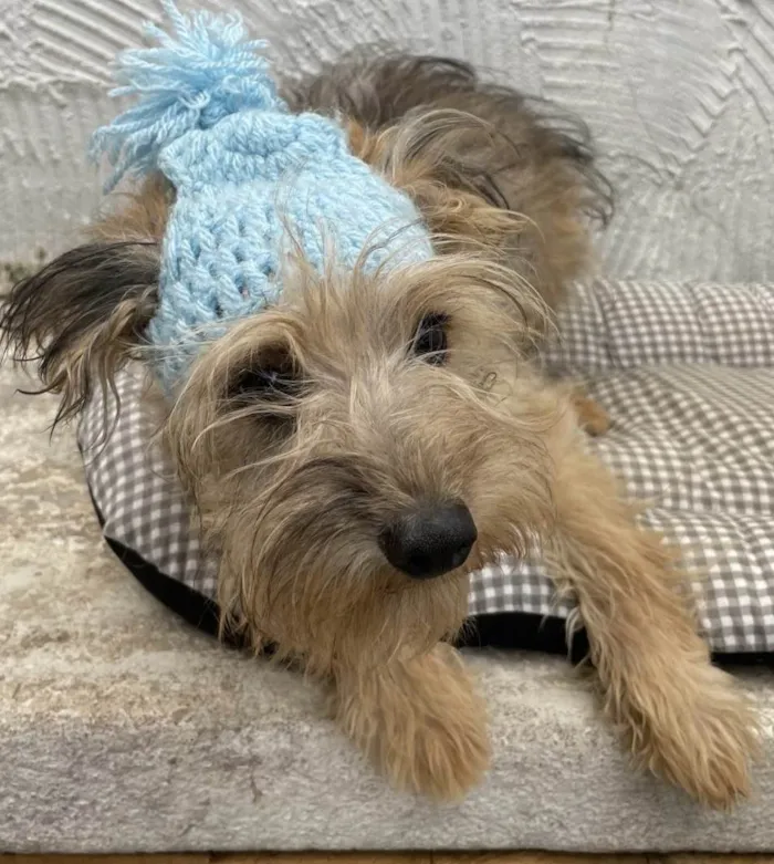 Cachorro ra a Mix de York idade 7 a 11 meses nome Herry