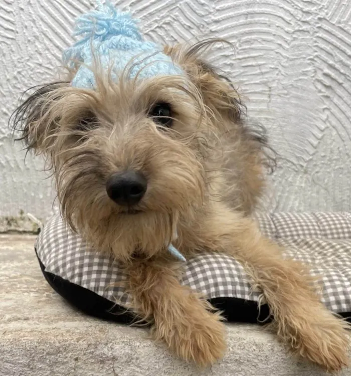 Cachorro ra a Mix de York idade 7 a 11 meses nome Herry