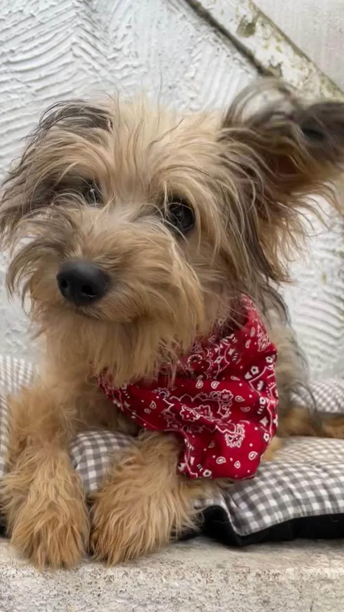 Cachorro ra a Mix de York idade 7 a 11 meses nome Herry