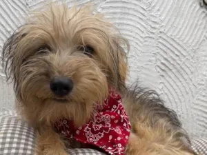 Cachorro raça Mix de York idade 7 a 11 meses nome Herry