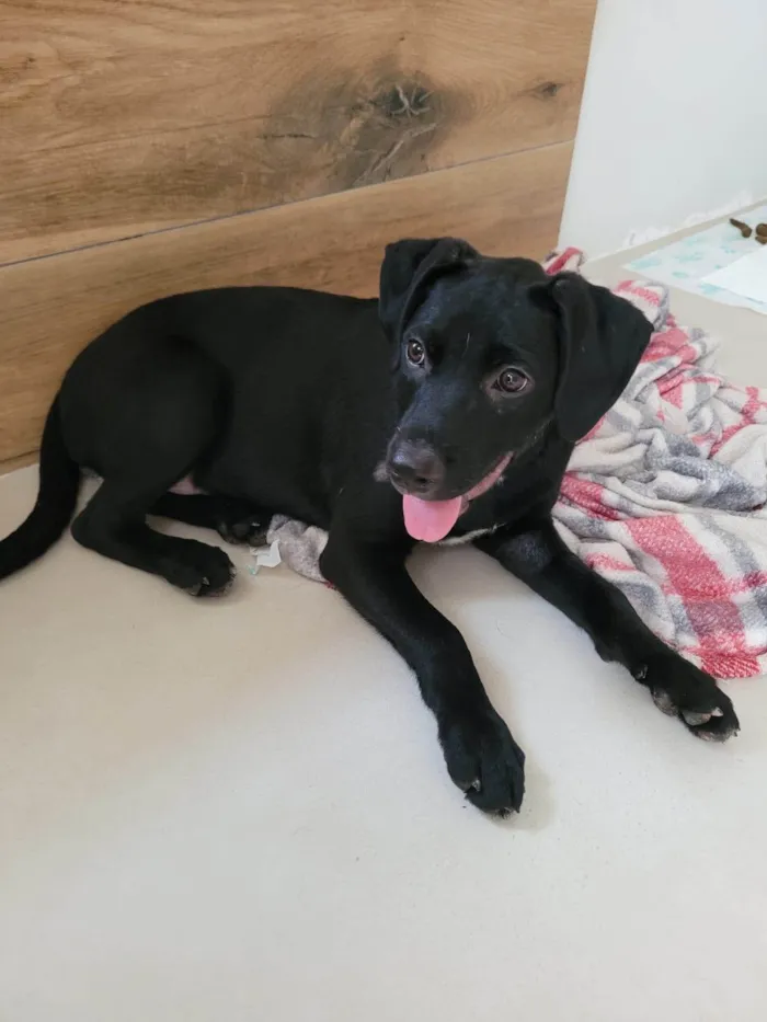 Cachorro ra a SRD-ViraLata idade 2 a 6 meses nome Ted