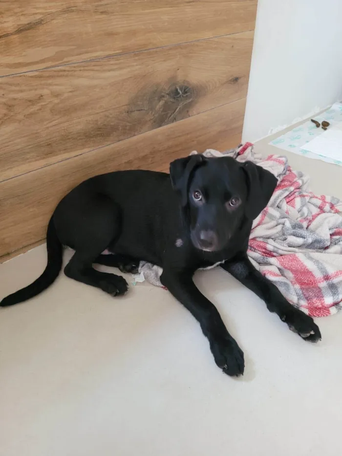 Cachorro ra a SRD-ViraLata idade 2 a 6 meses nome Ted