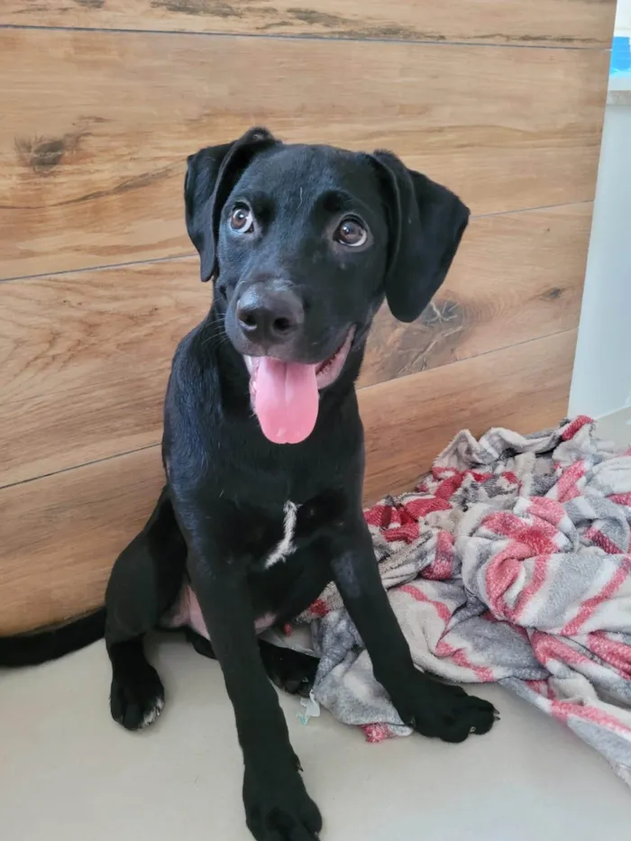 Cachorro ra a SRD-ViraLata idade 2 a 6 meses nome Ted