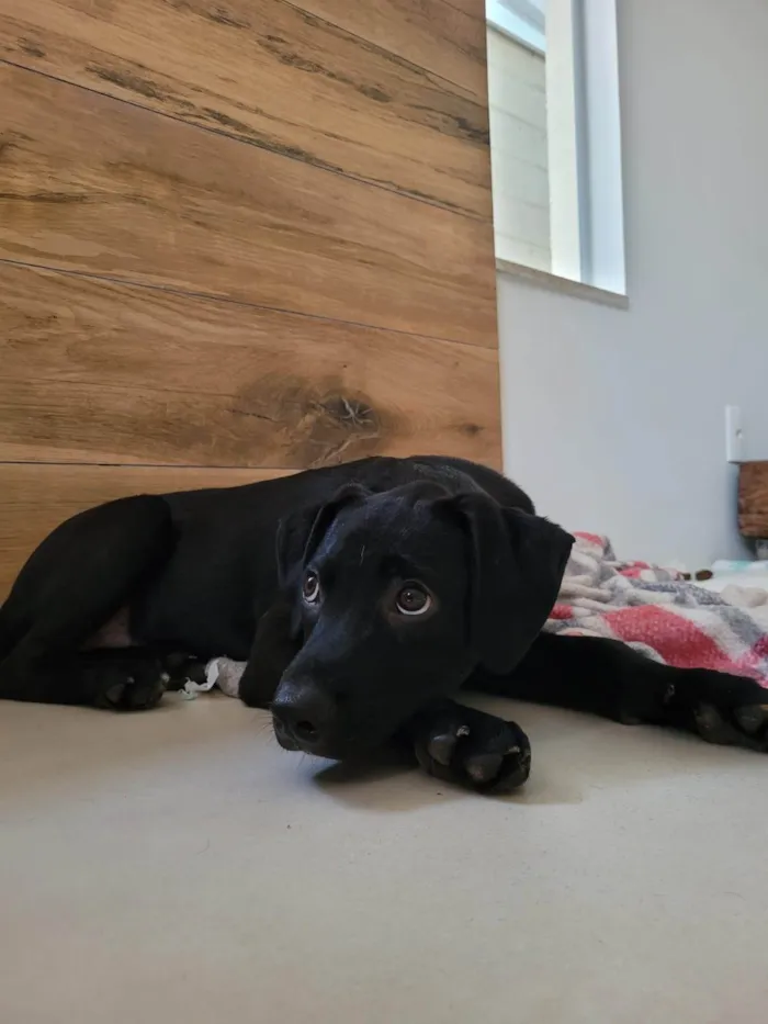 Cachorro ra a SRD-ViraLata idade 2 a 6 meses nome Ted