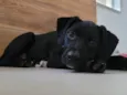Ted