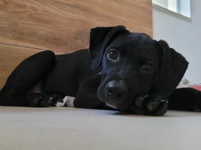 Cachorro ra a SRD-ViraLata idade 2 a 6 meses nome Ted