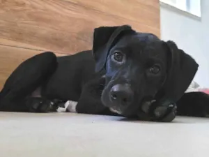 Cachorro raça SRD-ViraLata idade 2 a 6 meses nome Ted