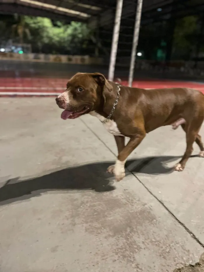 Cachorro ra a Pit-Bull idade 4 anos nome Brolly