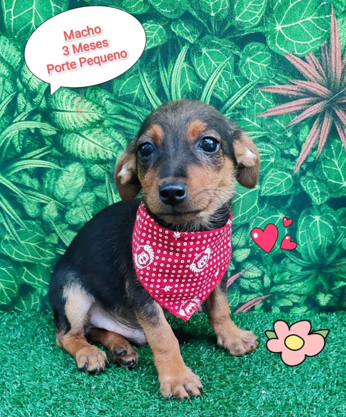 Cachorro ra a srd idade 2 a 6 meses nome maui