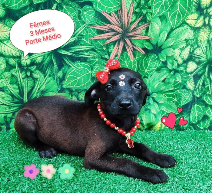 Cachorro ra a SRD-ViraLata idade 2 a 6 meses nome Princesa Tiana
