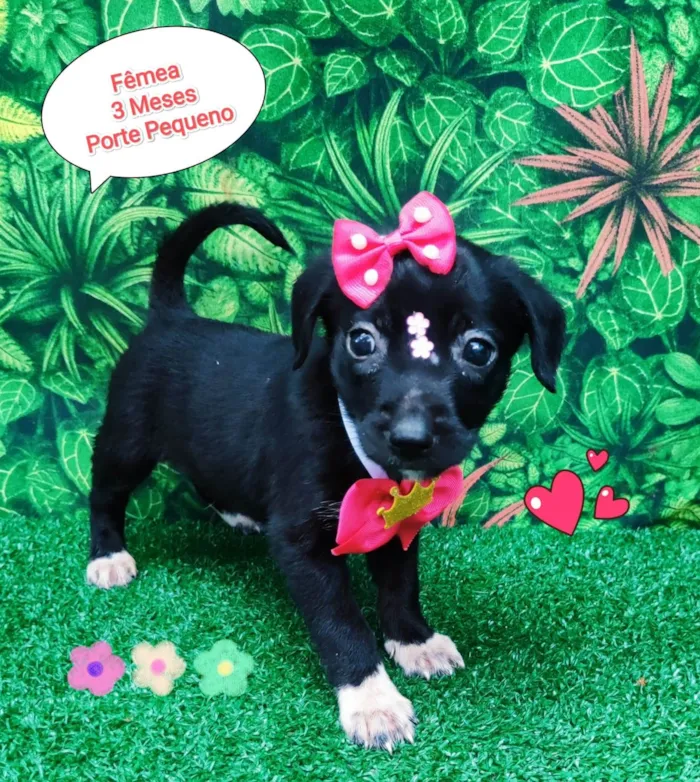 Cachorro ra a SRD-ViraLata idade 2 a 6 meses nome princesa branca de neve 