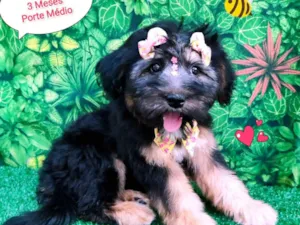 Cachorro raça SRD-ViraLata idade 2 a 6 meses nome moana
