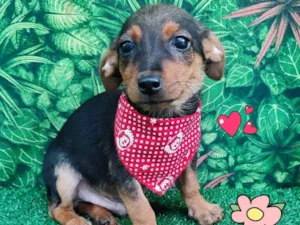 Cachorro raça srd idade 2 a 6 meses nome maui