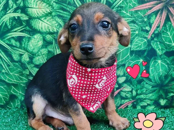 Cachorro ra a srd idade 2 a 6 meses nome maui