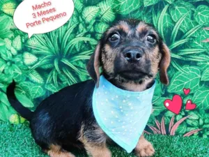 Cachorro raça SRD-ViraLata idade 2 a 6 meses nome principe Philip