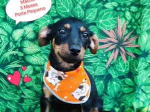 Cachorro raça SRD-ViraLata idade 2 a 6 meses nome Principe Eric