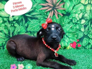 Cachorro raça SRD-ViraLata idade 2 a 6 meses nome Princesa Tiana
