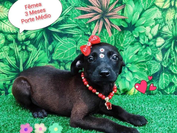 Cachorro ra a SRD-ViraLata idade 2 a 6 meses nome Princesa Tiana