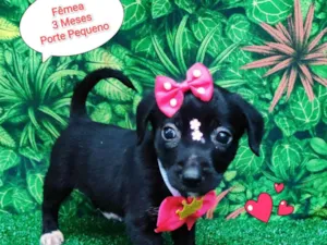 Cachorro raça SRD-ViraLata idade 2 a 6 meses nome princesa branca de neve 
