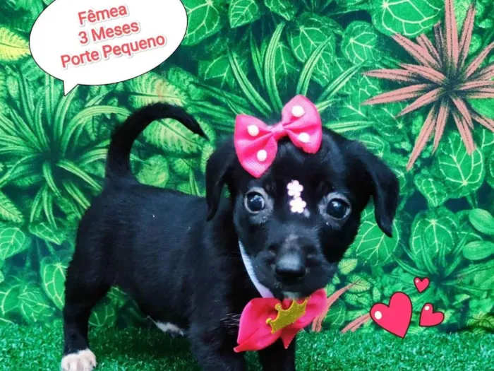 Cachorro ra a SRD-ViraLata idade 2 a 6 meses nome princesa branca de neve 